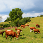 João Eustáquio De Almeida Junior analisa como a pecuária impulsiona a expansão estratégica e a conquista de territórios corporativos no Brasil.