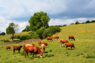 João Eustáquio De Almeida Junior analisa como a pecuária impulsiona a expansão estratégica e a conquista de territórios corporativos no Brasil.