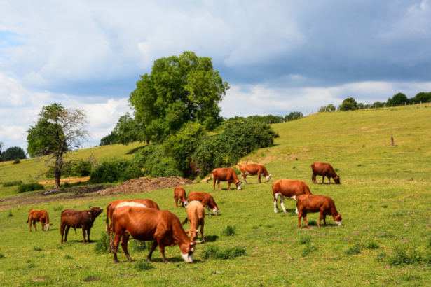 João Eustáquio De Almeida Junior analisa como a pecuária impulsiona a expansão estratégica e a conquista de territórios corporativos no Brasil.