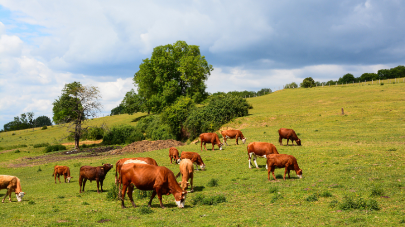 João Eustáquio De Almeida Junior analisa como a pecuária impulsiona a expansão estratégica e a conquista de territórios corporativos no Brasil.
