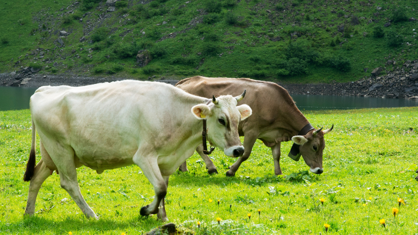 Dos campos à consolidação empresarial, João Eustáquio De Almeida Junior revela como gigantes do solo transformam a pecuária em poder territorial corporativo.